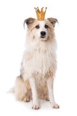 Cute dog with crown isolated on white
