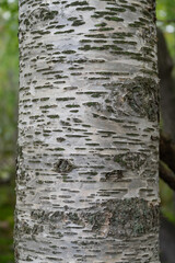 Close-up on a birch trunk