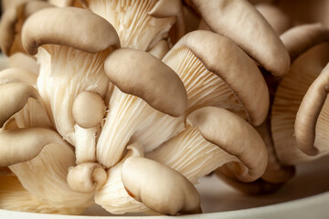 Fototapeta na wymiar Organic oyster mushrooms. Vegetarian ingredient food. Natural mushroom background