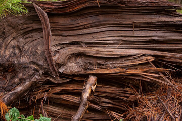 brown old  tree wood texture surface