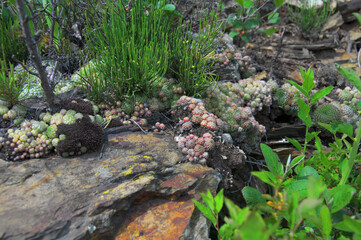 Stone rose or rejuvenated flower. Stone rose. Rejuvenated.