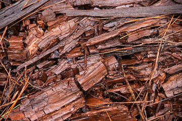 brown old  tree wood texture surface