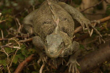 lizard on the tree