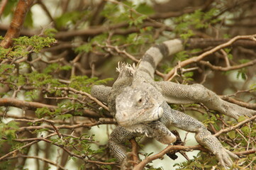 lizard on the tree at playa lagun