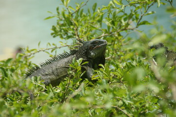 iguana on the tree at Curacau