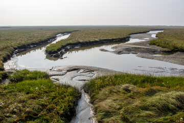 Salzwiesen bei St. Peter Ording, Nordfriesland