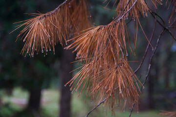 close up of pine needles branch forest tree autumn season after the rain with drops droplets