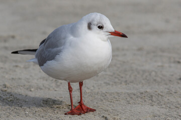 Lachmöwe (Larus ridibundus) Winterkleid