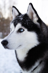 Husky profile with bright blue eyes and white snow