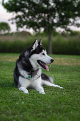 Obraz premium Husky laying in the grass at sunset.