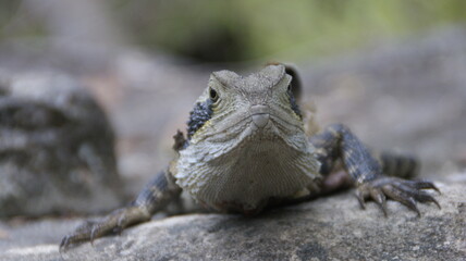 iguana on a rock