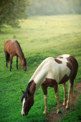 Naklejka na ściany i meble Wild horses grazing in Smokey Mountains National Park