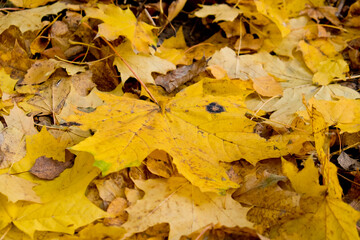 Background from group yellow autumn orange leaves.