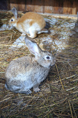 frontal view of a small gray rabbit in a cage on the hay