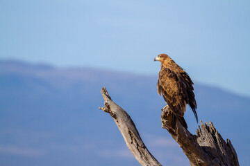 Tawny eagle (Aquila rapax) African bird of prey perched on tree branch opening wings to take flight. Ol Pejeta Conservancy, Kenya, Africa. Side profile with blue sky. Family Accipitridae.