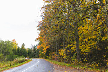 Naklejka premium road in early autumn forest
