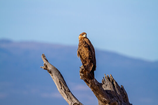 Tawny eagle, wild African raptor perched with head looking back. Ol Pejeta Conservancy, Kenya, Africa. Bird of prey seen on safari vacation. Blue sky background with copy space for text