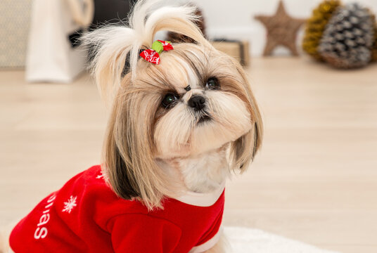bow legged shih tzu