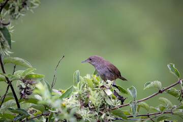 Wren Sitting in a Tree