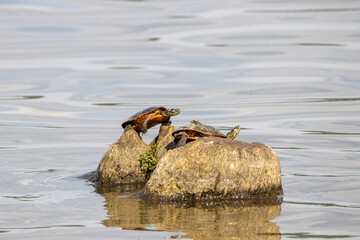 Turtles on the Rocks