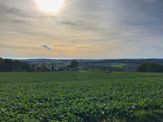 Ausblick auf eine Wiese 