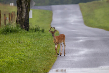 Yearling Buck on Country Road