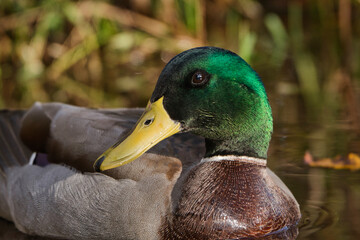  2020-11-21 UP CLOSE HEAD SHOT OF A MALE MALLARD DUCK LOOKING BACK ACROSS ITS BODY