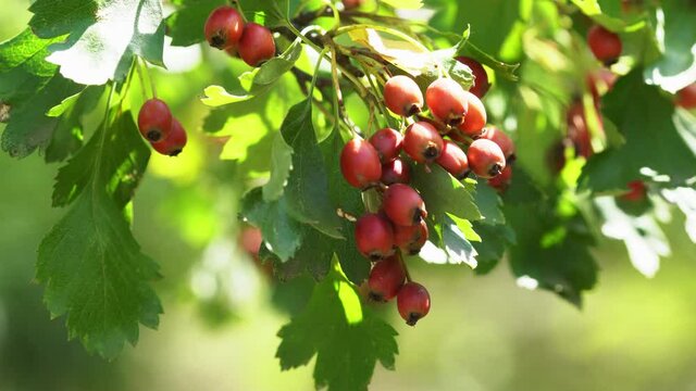 Red berries and leaves on thorny branches hawthorn