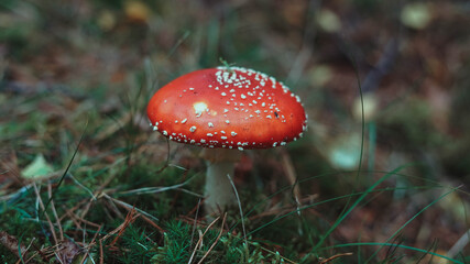 fly agaric mushroom