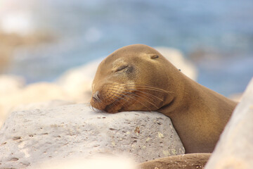 Sea lion on the beach, Galápagos Ecuador