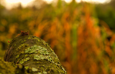 Obraz premium A closeup photo with olympus at autumn in Mecklenburg-West Pomerania Germany Europe