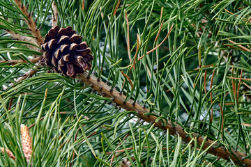 Pine branch with needles and a cone
