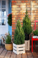 Yard house decorated for Xmas. Xmas decorated house terrace. Porch home in Christmas trees and with chairs. Winter terrace of house with wall red brick. Live christmas tree: fir, pine, spruce in pots	