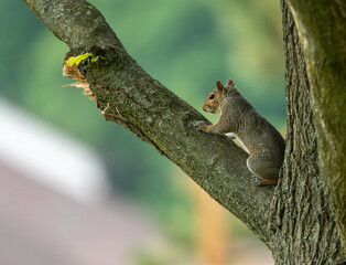 Squirrel in a Tree