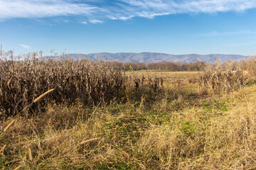 Cornfield in bright yellow colors with mountains in the background