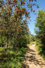 Fototapeta premium rowan branch