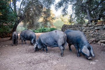herd of black pigs of Majorcan variety, Llucmajor, Mallorca, Spain