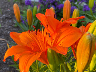 Fototapeta na wymiar Orange Tiger Lilies