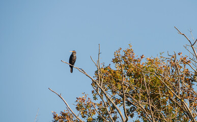 Ein Herbsttag im Hermann  -Löns-Park  Hannover, ein Kormoran am Baum.