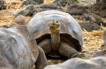 Naklejka premium Ecuador, Galapgos Islands. Gigant Tortoise living in the Darwin center