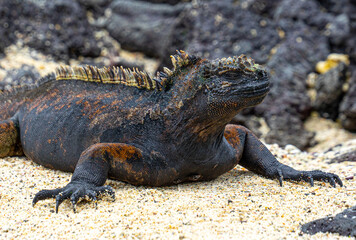 Ecuador. Galapagos. Wild living Iguanas on the San Cristobal Island