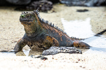 Ecuador. Galapagos. Wild living Iguanas on the San Cristobal Island