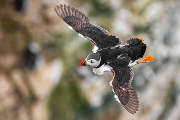 Atlantic Puffin wingspan 