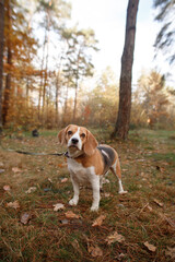cute beagle dog on a walk in the autumn woods