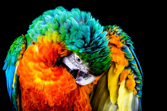 Close-up Of Macaw Against Black Background