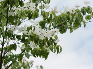 Cornouiller de Kousa 'Venus' ou cornouiller de Chine (Cornus kousa) aux bract&eacute;es &eacute;toil&eacute;es blanc cr&egrave;me pos&eacute;es dans un feuillage vert fonc&eacute; satin&eacute;