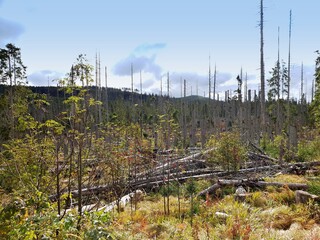 Fallen trees after storm in Sumava park.