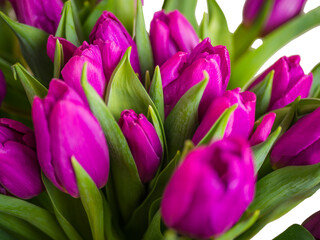 Obraz premium selective focus. red tulips in a vase isolated on white background. Spring composition. Delicate purple tulips on white background top view space for text border. copy space