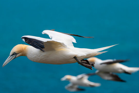 Gannets in flight 