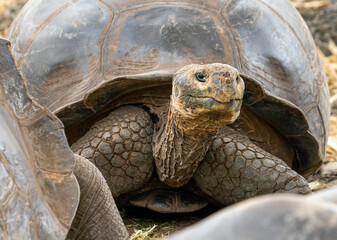 Ecuador, Galapgos Islands. Gigant Tortoise living in the Darwin center
